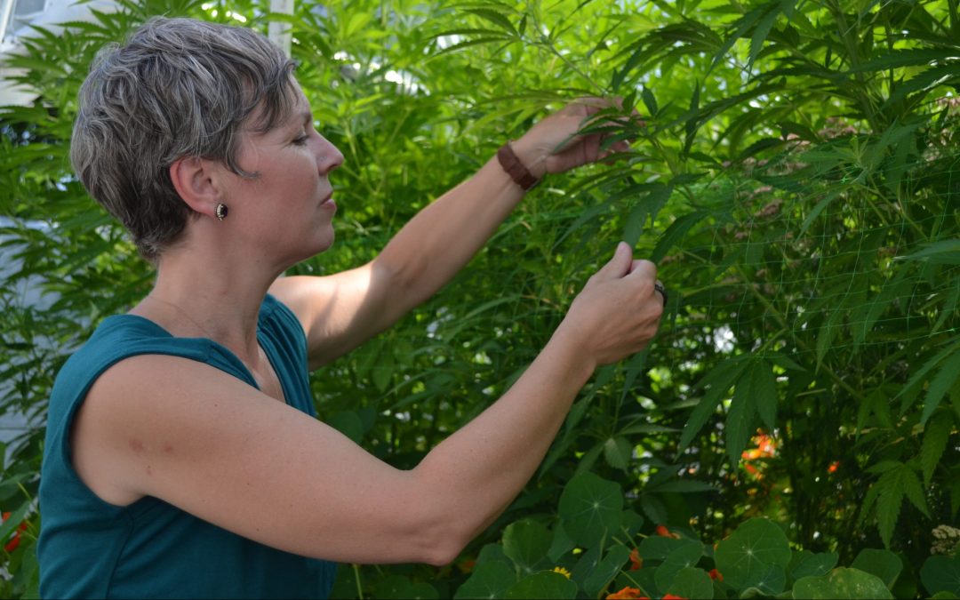 Gardening with Cannabis: Cultivating Wellness