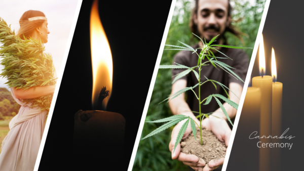 women holding a bundle of cannabis branches and man showing a small cannabis plant